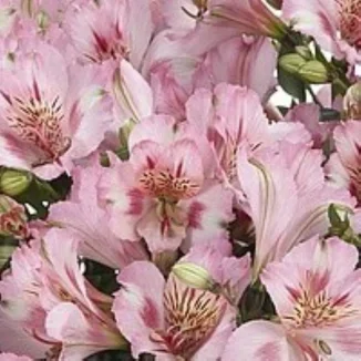 Alstroemeria aurosa Theresa Alstremeria złocista- Rośliny od Ogrodnika Szkółka Barcikowscy