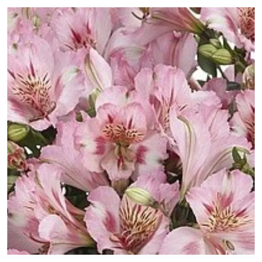 Alstroemeria aurosa Theresa Alstremeria złocista- Rośliny od Ogrodnika Szkółka Barcikowscy