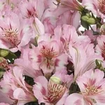 Alstroemeria aurosa Theresa Alstremeria złocista- Rośliny od Ogrodnika Szkółka Barcikowscy