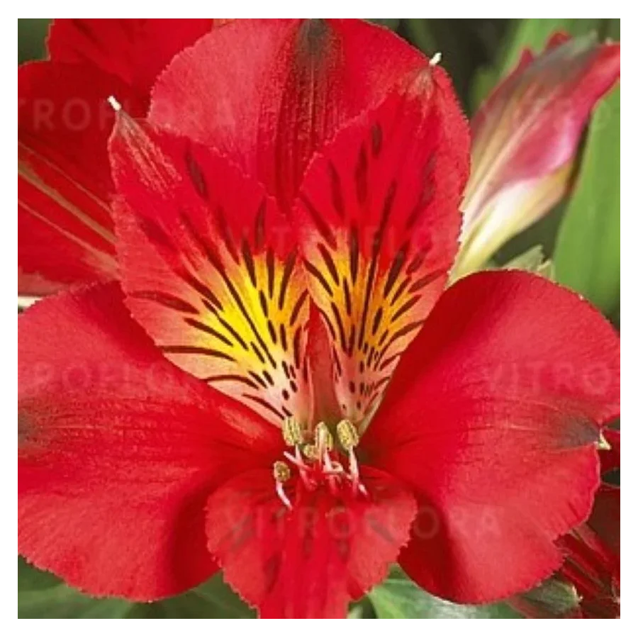 Alstroemeria aurosa Kate Alstremeria złocista - Rośliny od Ogrodnika Szkółka Barcikowscy