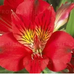 Alstroemeria aurosa Kate Alstremeria złocista - Rośliny od Ogrodnika Szkółka Barcikowscy