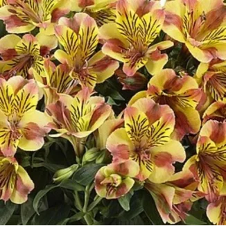 Alstroemeria aurosa Diana Alstremeria złocista- Rośliny od Ogrodnika Szkółka Barcikowscy