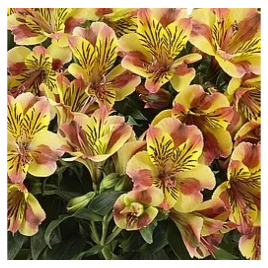 Alstroemeria aurosa Diana Alstremeria złocista- Rośliny od Ogrodnika Szkółka Barcikowscy