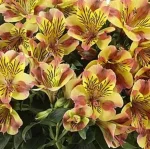Alstroemeria aurosa Diana Alstremeria złocista- Rośliny od Ogrodnika Szkółka Barcikowscy