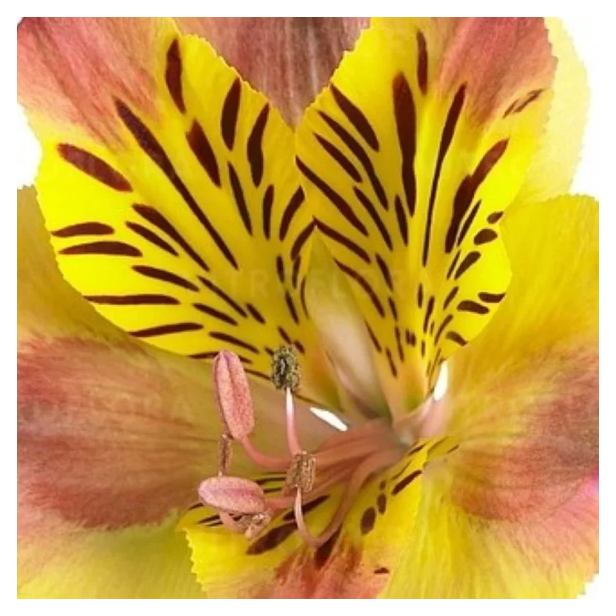 Alstroemeria aurosa Diana Alstremeria złocista- Rośliny od Ogrodnika Szkółka Barcikowscy