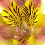 Alstroemeria aurosa Diana Alstremeria złocista- Rośliny od Ogrodnika Szkółka Barcikowscy