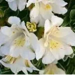 Alstroemeria aurosa Claressa Alstremeria złocista- Rośliny od Ogrodnika Szkółka Barcikowscy