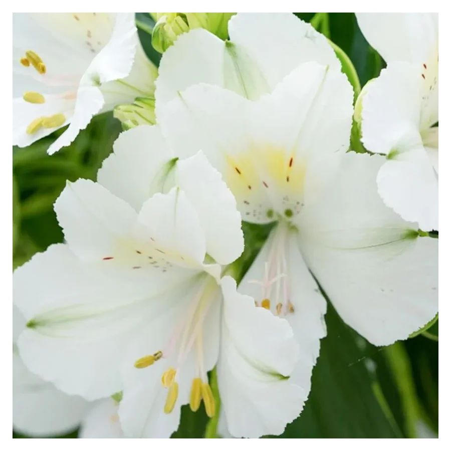 Alstroemeria aurosa Claressa Alstremeria złocista- Rośliny od Ogrodnika Szkółka Barcikowscy