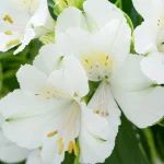 Alstroemeria aurosa Claressa Alstremeria złocista- Rośliny od Ogrodnika Szkółka Barcikowscy