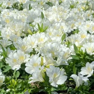 Alstroemeria aurosa Claire Alstremeria złocista- Rośliny od Ogrodnika Szkółka Barcikowscy