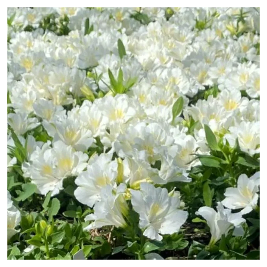 Alstroemeria aurosa Claire Alstremeria złocista- Rośliny od Ogrodnika Szkółka Barcikowscy