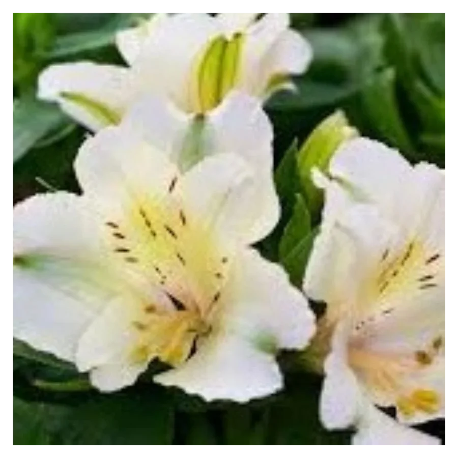 Alstroemeria aurosa Claire Alstremeria złocista- Rośliny od Ogrodnika Szkółka Barcikowscy