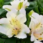 Alstroemeria aurosa Claire Alstremeria złocista- Rośliny od Ogrodnika Szkółka Barcikowscy