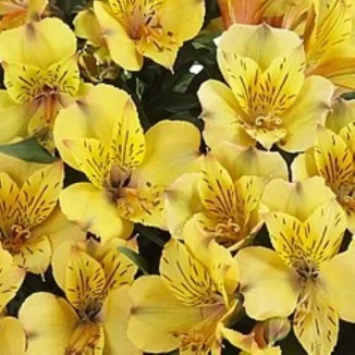 Alstroemeria aurosa Ariane Alstremeria złocista- Rośliny od Ogrodnika Szkółka Barcikowscy