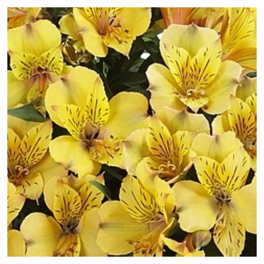 Alstroemeria aurosa Ariane Alstremeria złocista- Rośliny od Ogrodnika Szkółka Barcikowscy