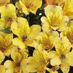 Alstroemeria aurosa Ariane Alstremeria złocista- Rośliny od Ogrodnika Szkółka Barcikowscy