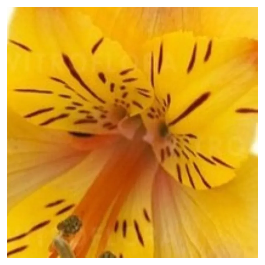 Alstroemeria aurosa Ariane Alstremeria złocista- Rośliny od Ogrodnika Szkółka Barcikowscy