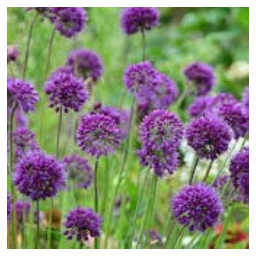 Allium ‘Lavender Bubbles Czosnek- Rośliny od Ogrodnika Szkółka Barcikowscy