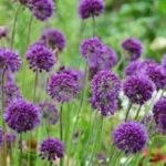 Allium ‘Lavender Bubbles Czosnek- Rośliny od Ogrodnika Szkółka Barcikowscy