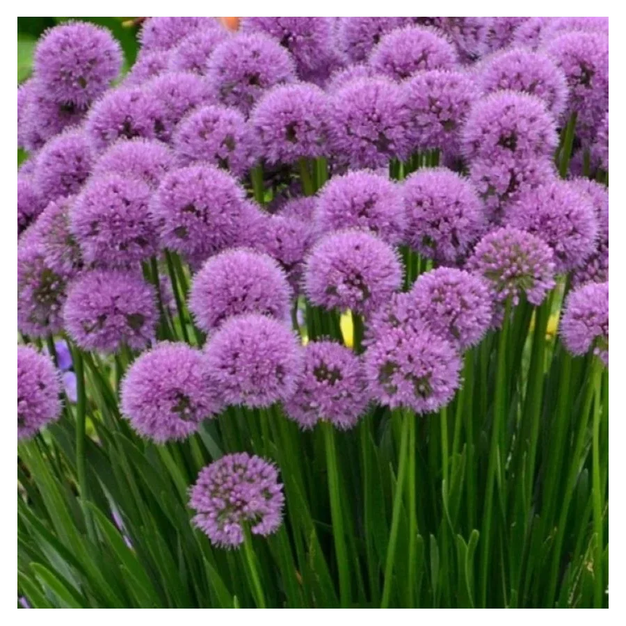 Allium ‘Lavender Bubbles Czosnek- Rośliny od Ogrodnika Szkółka Barcikowscy