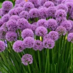Allium ‘Lavender Bubbles Czosnek- Rośliny od Ogrodnika Szkółka Barcikowscy