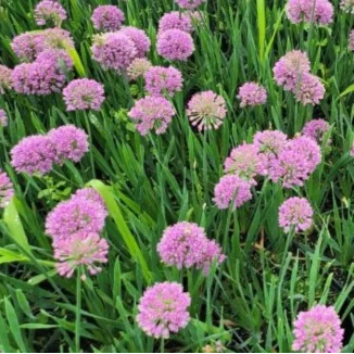 Allium Serendipity Czosnek ozdobny- Rośliny od Ogrodnika Szkółka Barcikowscy