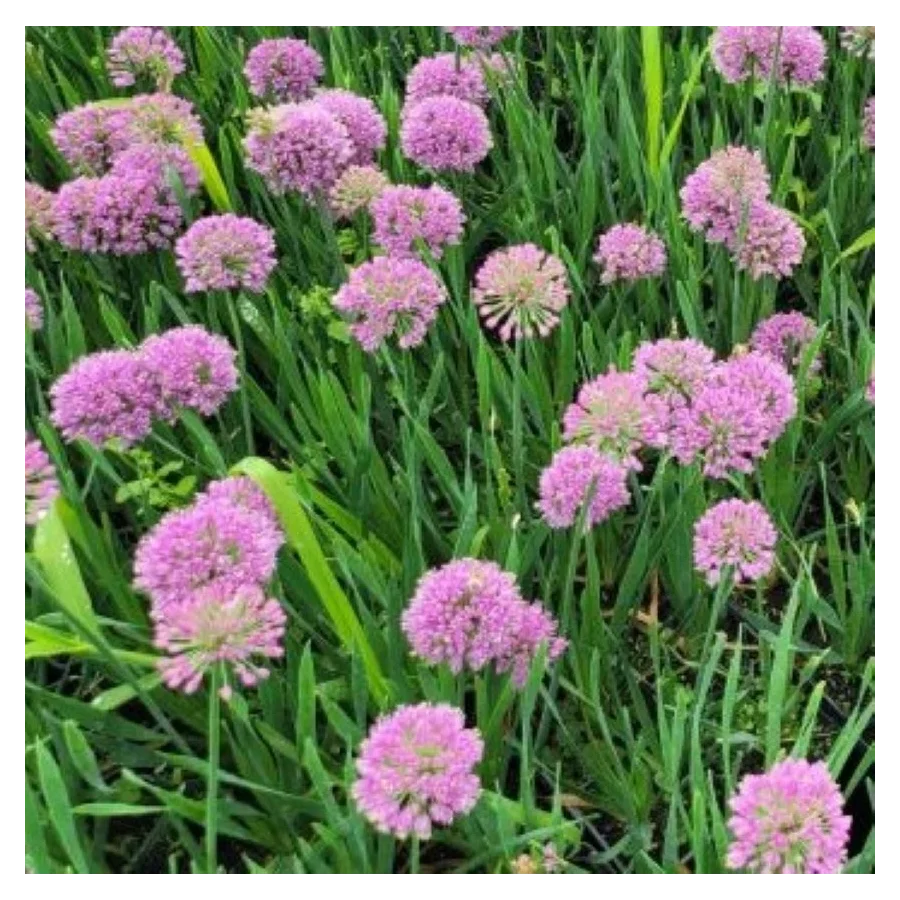 Allium Serendipity Czosnek ozdobny- Rośliny od Ogrodnika Szkółka Barcikowscy