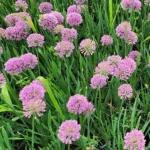 Allium Serendipity Czosnek ozdobny- Rośliny od Ogrodnika Szkółka Barcikowscy