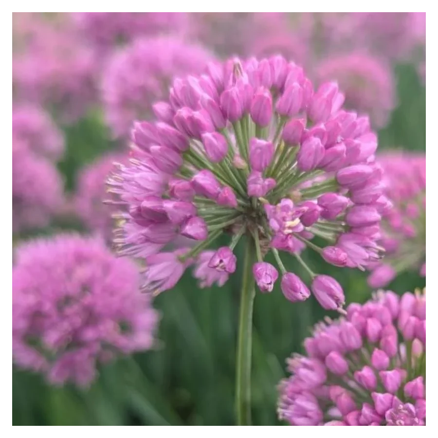 Allium Serendipity Czosnek ozdobny- Rośliny od Ogrodnika Szkółka Barcikowscy