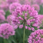 Allium Serendipity Czosnek ozdobny- Rośliny od Ogrodnika Szkółka Barcikowscy