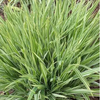 Molinia arundinacea Mostenveld Trzęślica trzcinowata-Rośliny od Ogrodnika Szkółka Barcikowscy