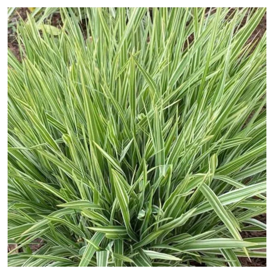 Molinia arundinacea Mostenveld Trzęślica trzcinowata-Rośliny od Ogrodnika Szkółka Barcikowscy