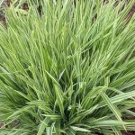 Molinia arundinacea Mostenveld Trzęślica trzcinowata-Rośliny od Ogrodnika Szkółka Barcikowscy