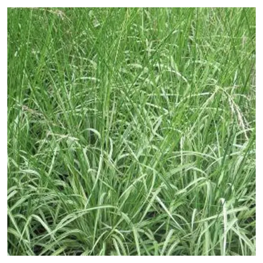 Molinia arundinacea Mostenveld Trzęślica trzcinowata-Rośliny od Ogrodnika Szkółka Barcikowscy