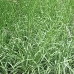 Molinia arundinacea Mostenveld Trzęślica trzcinowata-Rośliny od Ogrodnika Szkółka Barcikowscy