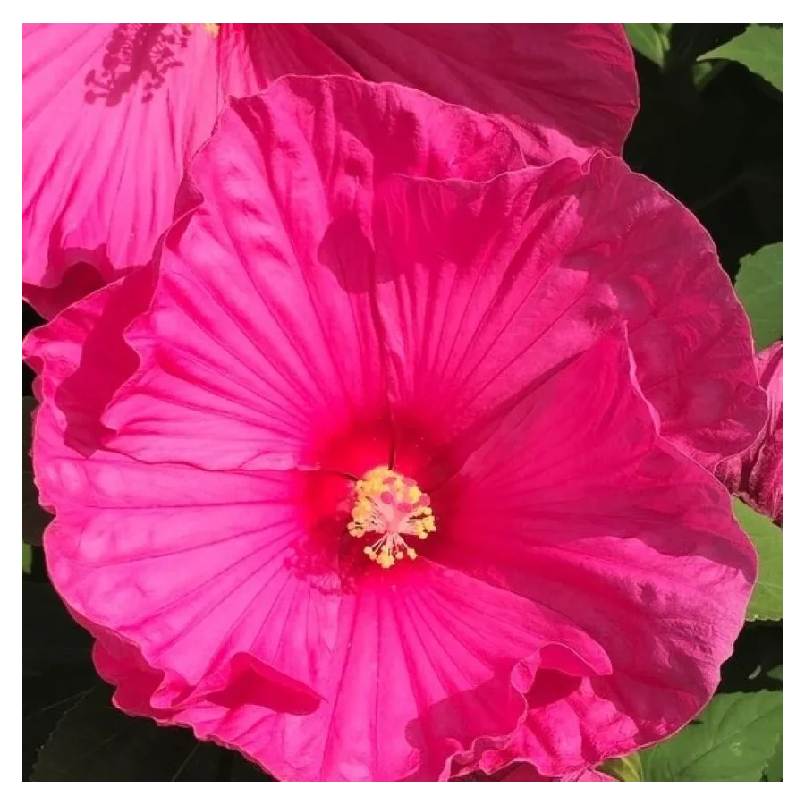 Hibiscus moscheutos Large Lollipop Ketmia- Rośliny od Ogrodnika Szkółka Barcikowscy