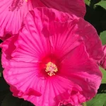 Hibiscus moscheutos Large Lollipop Ketmia- Rośliny od Ogrodnika Szkółka Barcikowscy