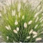 Pennisetum alopecuroides Rozplenica japońska- Rośliny od Ogrodnika Szkółka Barcikowscy