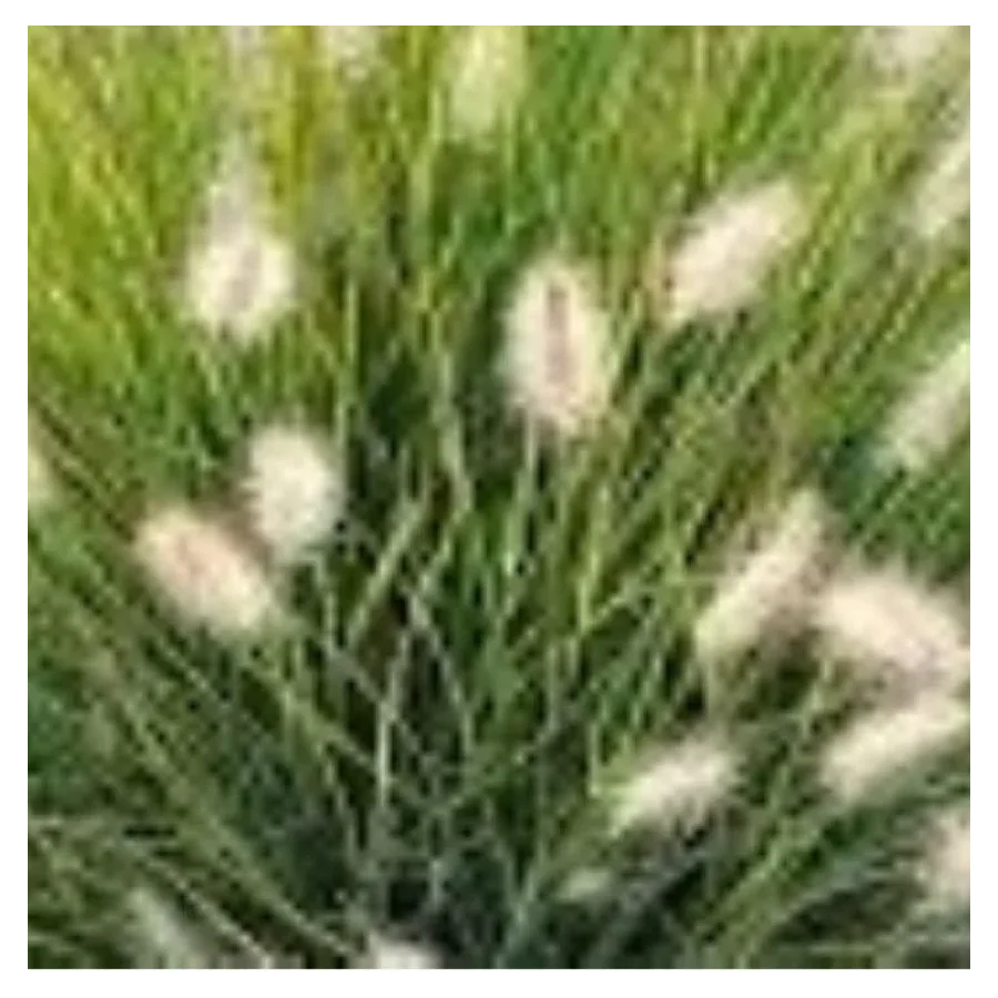 Pennisetum alopecuroides Rozplenica japońska- Rośliny od Ogrodnika Szkółka Barcikowscy