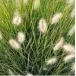 Pennisetum alopecuroides Rozplenica japońska- Rośliny od Ogrodnika Szkółka Barcikowscy