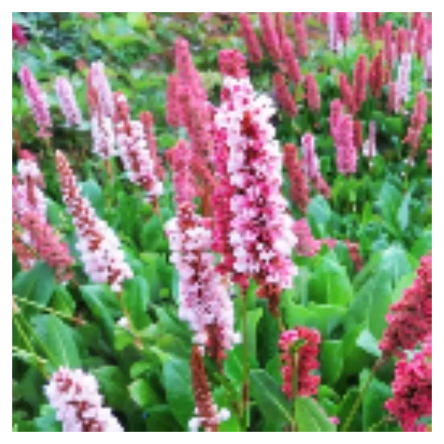 Persicaria affine Kabouter Rdest pokrewny- Rośliny od Ogrodnika Szkółka Barcikowscy