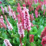 Persicaria affine Kabouter Rdest pokrewny- Rośliny od Ogrodnika Szkółka Barcikowscy