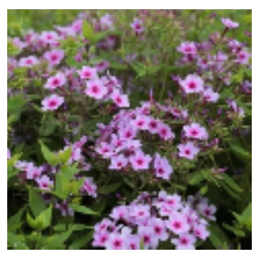 Phlox paniculata Early Lavender Pop Floks wiechowaty- Rośliny od Ogrodnika Szkółka Barcikowscy