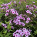 Phlox paniculata Early Lavender Pop Floks wiechowaty- Rośliny od Ogrodnika Szkółka Barcikowscy