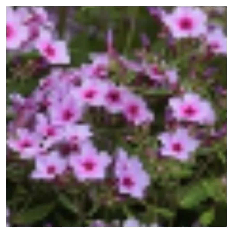 Phlox paniculata Early Lavender Pop Floks wiechowaty- Rośliny od Ogrodnika Szkółka Barcikowscy