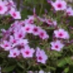 Phlox paniculata Early Lavender Pop Floks wiechowaty- Rośliny od Ogrodnika Szkółka Barcikowscy