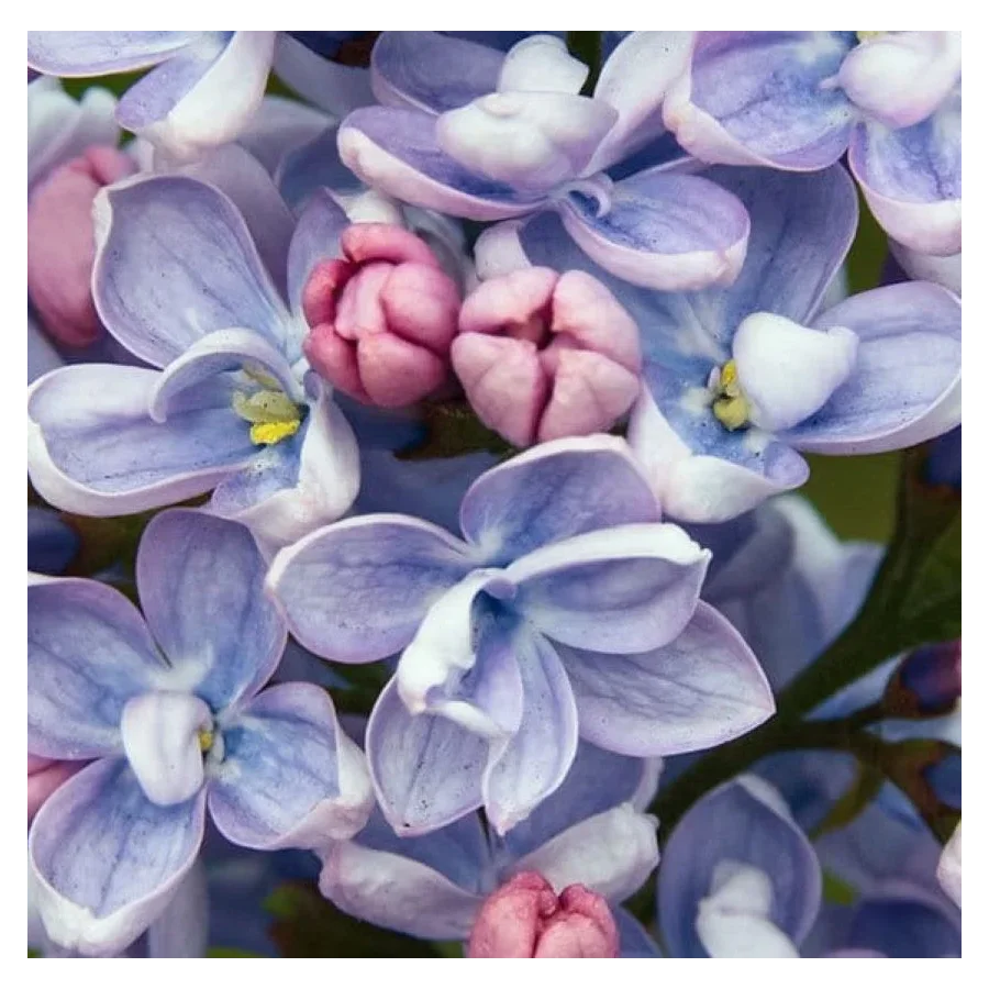 Syringa vulgaris Profesor Hoser Lilak- Lilak