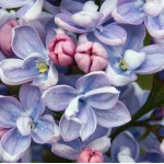 Syringa vulgaris Profesor Hoser Lilak- Lilak