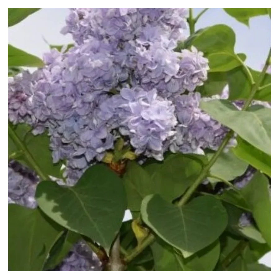 Syringa vulgaris Profesor Hoser Lilak- Lilak