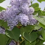 Syringa vulgaris Profesor Hoser Lilak- Lilak